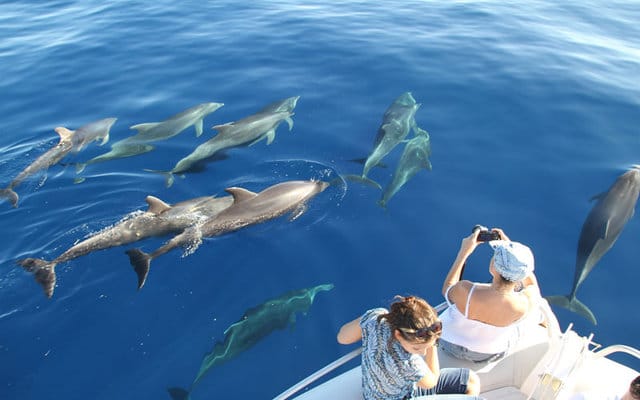 Whale & Dolphin Watching